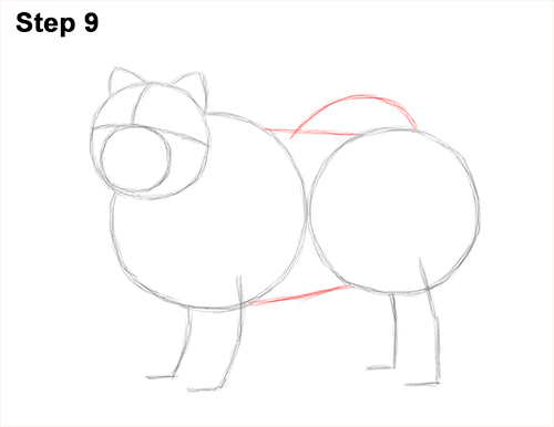 How to Draw Cute Chow Chow Puppy Dog 9
