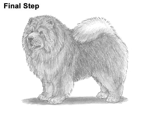 Draw Chow Dog How to Draw Cute Chow Chow Puppy Dog