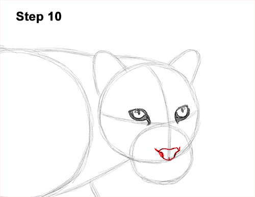 Draw Clouded Leopard 10