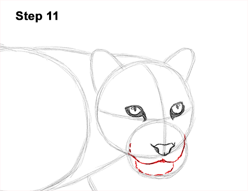 Draw Clouded Leopard 11
