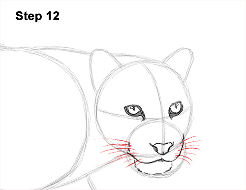 Draw Clouded Leopard 12