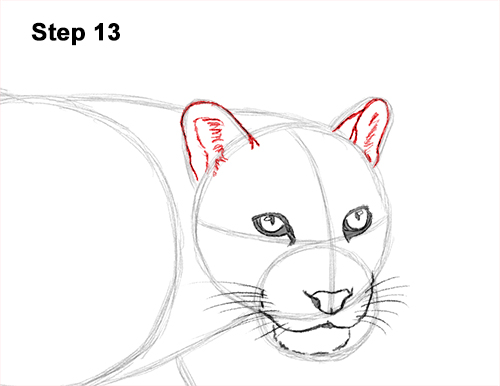 Draw Clouded Leopard 13