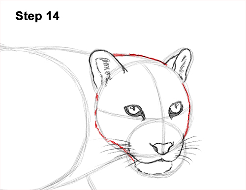 Draw Clouded Leopard 14