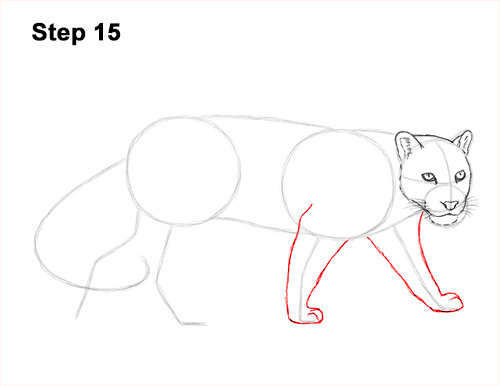 Draw Clouded Leopard 15