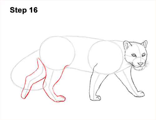 Draw Clouded Leopard 16