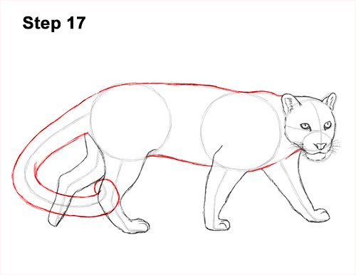 Draw Clouded Leopard 17