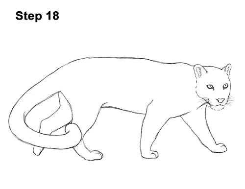 Draw Clouded Leopard 18