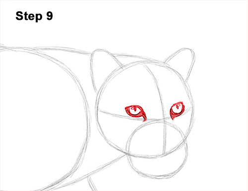 Draw Clouded Leopard 9