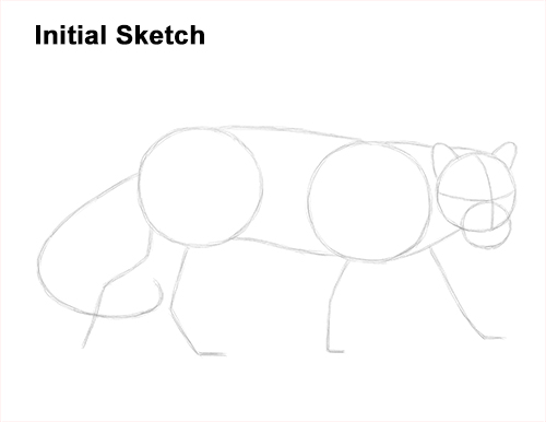 Draw Clouded Leopard Initial Sketch