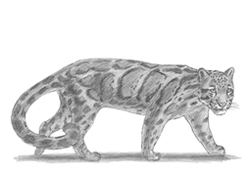 How to Draw a Clouded Leopard