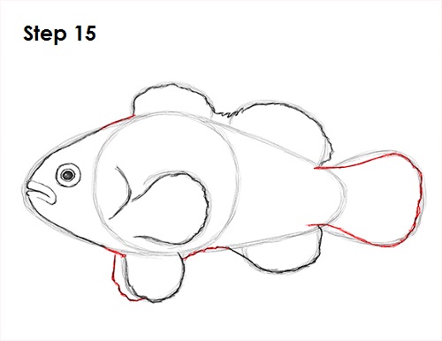 Clownfish Drawing 15 Draw Clownfish 15
