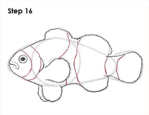 Clownfish Drawing 16 Draw Clownfish 16