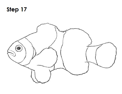 Clownfish Drawing Sketch Draw Clownfish Sketch