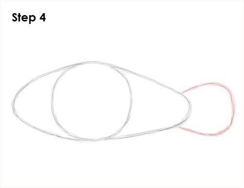 Draw Clownfish 4