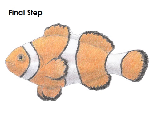 Clownfish Drawing Last Draw a Clownfish