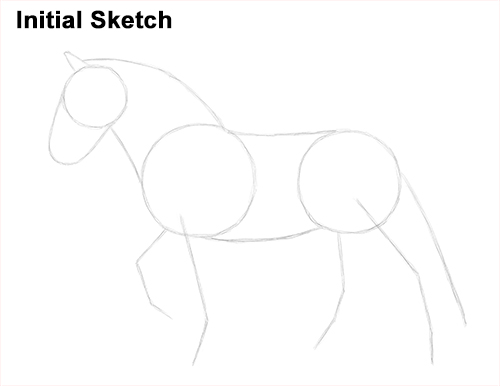 Horse Clydesdale Shire Drawing Sketch Draw Horse Clydesdale Shire Initial Sketch
