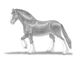 How to Draw a Clydesdale Horse