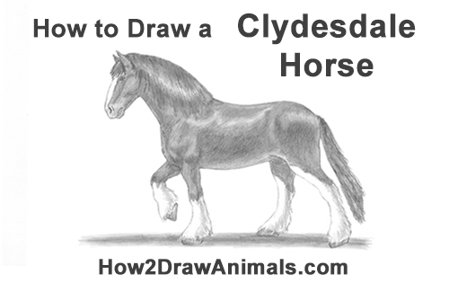 Draw a Clydesdale Shire Horse How to Draw a Clydesdale Shire Horse