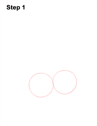 How to Draw a South American Ring-tailed Coati Coatimundi 1