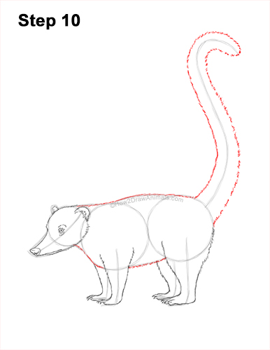 Draw a South American Coati 10 How to Draw a South American Ring-tailed Coati Coatimundi 10