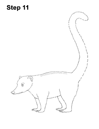Draw a South American Coati 11 How to Draw a South American Ring-tailed Coati Coatimundi 11