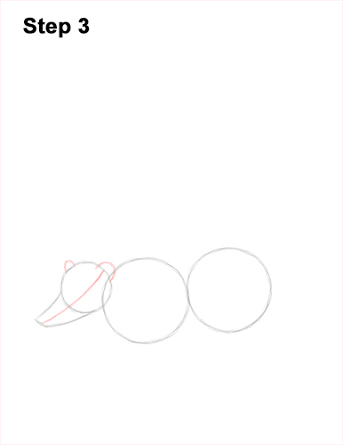 How to Draw a South American Ring-tailed Coati Coatimundi 3