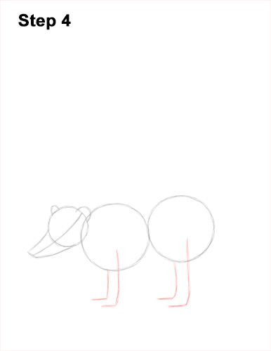 How to Draw a South American Ring-tailed Coati Coatimundi 4