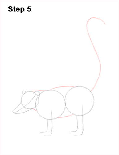 How to Draw a South American Ring-tailed Coati Coatimundi 5