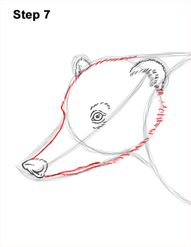 Draw a South American Coati 7 How to Draw a South American Ring-tailed Coati Coatimundi 7