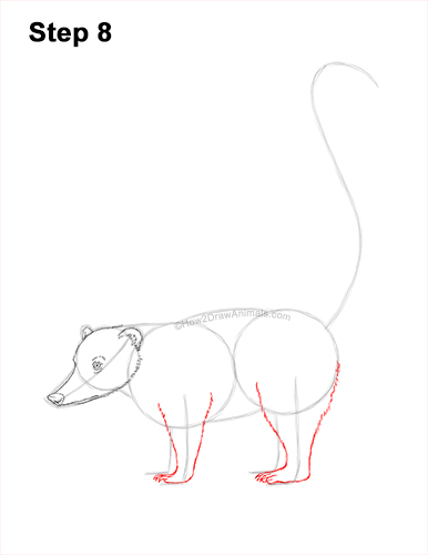 Draw a South American Coati 8 How to Draw a South American Ring-tailed Coati Coatimundi 8