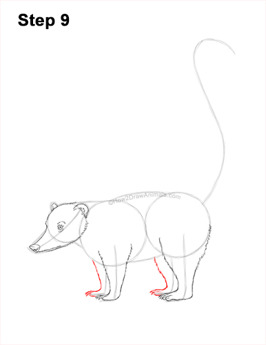 Draw a South American Coati 9 How to Draw a South American Ring-tailed Coati Coatimundi 9