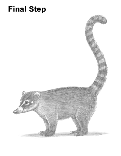 Draw a South American Coati How to Draw a South American Ring-tailed Coati Coatimundi