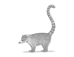 How to Draw a South American Ring-Tailed Coati Coatimundi