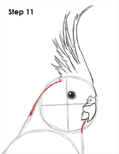 Draw a Cockatiel 11