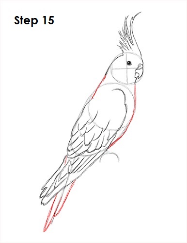 Cockatiel Bird 15 Draw a Cockatiel 15
