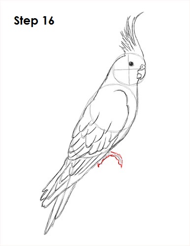 Cockatiel Bird 16 Draw a Cockatiel 16