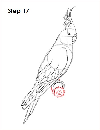 Cockatiel Bird 17 Draw a Cockatiel 17