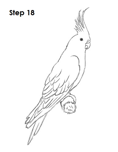 Cockatiel Bird 18 Draw a Cockatiel 18