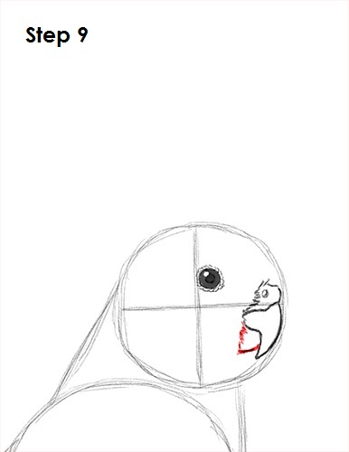 Draw a Cockatiel 9