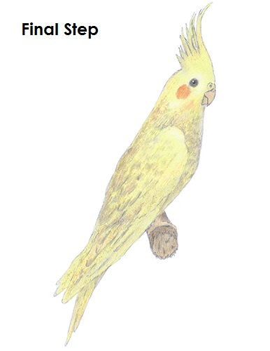 How to Draw a Cockatiel Bird Draw a Cockatiel