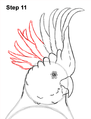 How to Draw a Sulphur Crested Cockatoo Bird Parrot 11