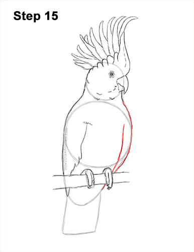 Draw a Cockatoo Bird 15 How to Draw a Sulphur Crested Cockatoo Bird Parrot 15