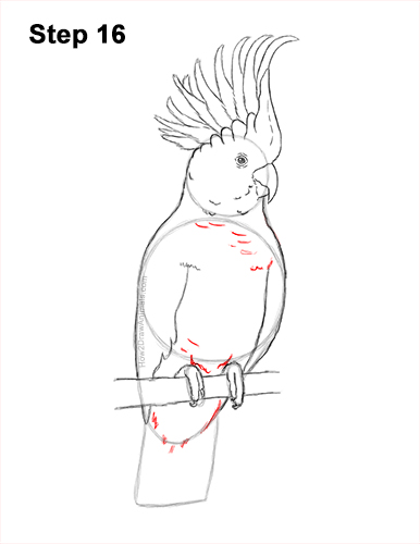 Draw a Cockatoo Bird 16 How to Draw a Sulphur Crested Cockatoo Bird Parrot 16