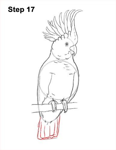 Draw a Cockatoo Bird 17 How to Draw a Sulphur Crested Cockatoo Bird Parrot 17