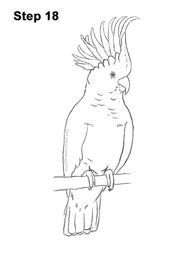Draw a Cockatoo Bird 18 How to Draw a Sulphur Crested Cockatoo Bird Parrot 18