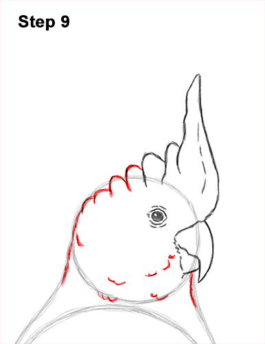 How to Draw a Sulphur Crested Cockatoo Bird Parrot 9