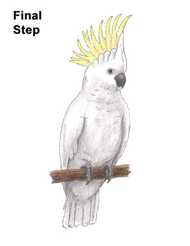 Draw a Cockatoo Bird How to Draw a Sulphur Crested Cockatoo Bird Parrot