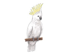 How to Draw a Cockatoo Bird Color