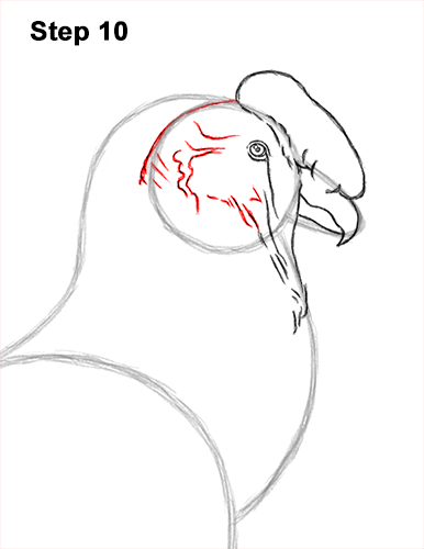 How to Draw an Andean Condor Bird Side View 10