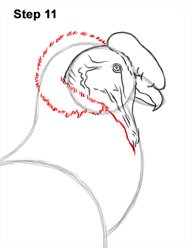 Draw an Andean Condor 11 How to Draw an Andean Condor Bird Side View 11